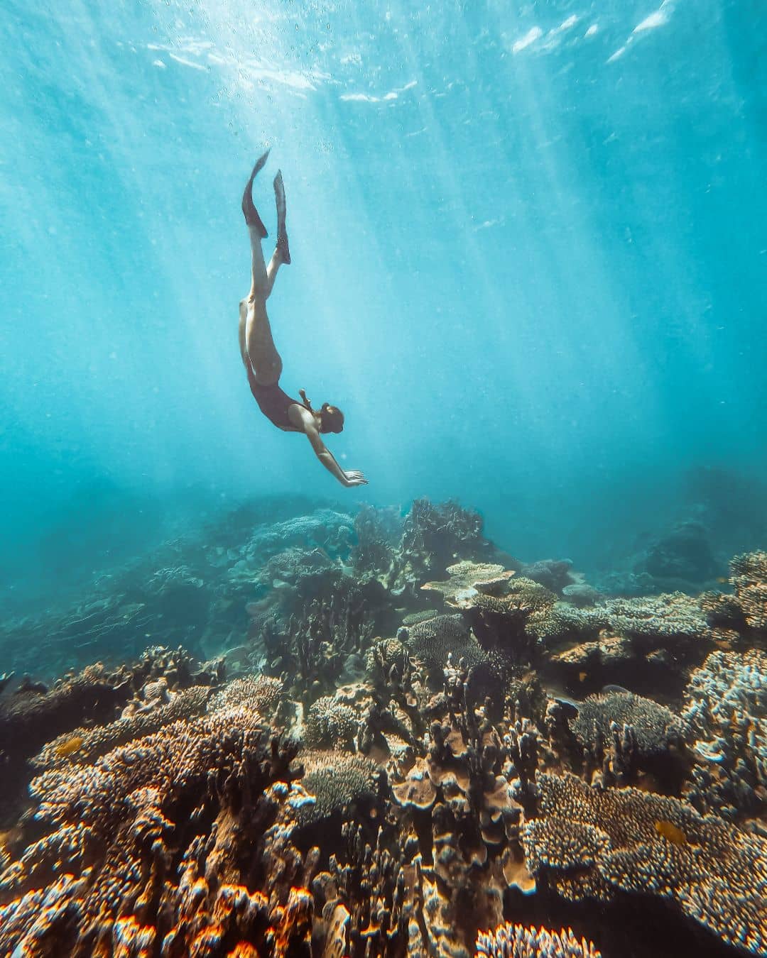 A snorkeler dives towards vibrant coral reef in clear waters of Coral Bay. Sunlight filters through, illuminating diverse and colorful marine life below.