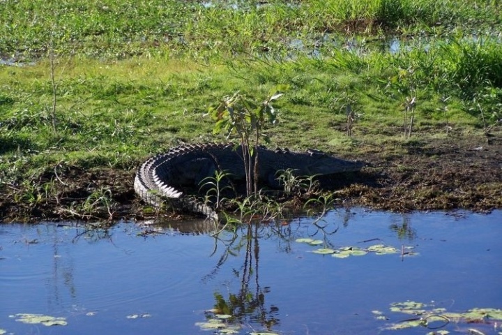 A freshwater crocodile basking on the grassy riverbank of Yellow Water in Kakadu National Park during a dawn cruise. The freshie is partially hidden among the plants, blending into the wetland environment. 