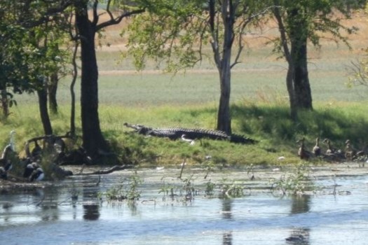 A crocodile lying on the riverbank of Marlgu Billabong, Northern Territory, surrounded by trees and some vegetation. The water's edge is visible, and the crocodile appears to be resting or basking in the sun within this natural habitat.