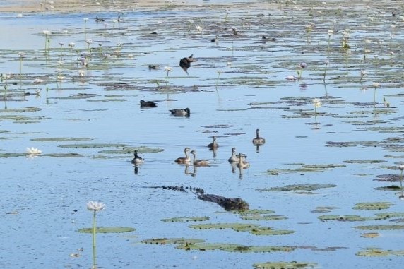 A crocodile swimming among ducks and water lilies on Marlgu Billabong in the Northern Territory. The crocodile's head and tail are visible above the surface as it navigates the calm water filled with lily pads and blooming flowers. 