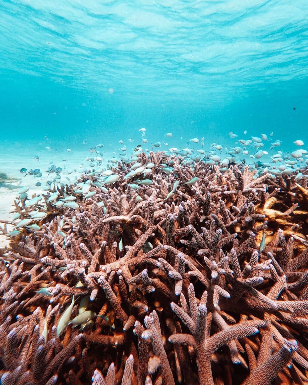 A vibrant coral reef in the clear waters of Cape Range National Park, teeming with small fish swimming among the coral branches. The turquoise water and sandy seabed provide a stunning backdrop to the lively marine scene.