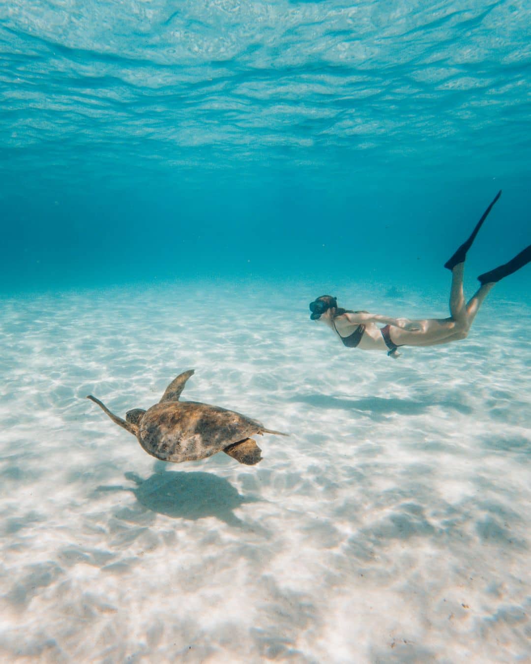 A snorkeler swims alongside a sea turtle in the clear waters of Cape Range National Park. Sunlight illuminates the sandy bottom.