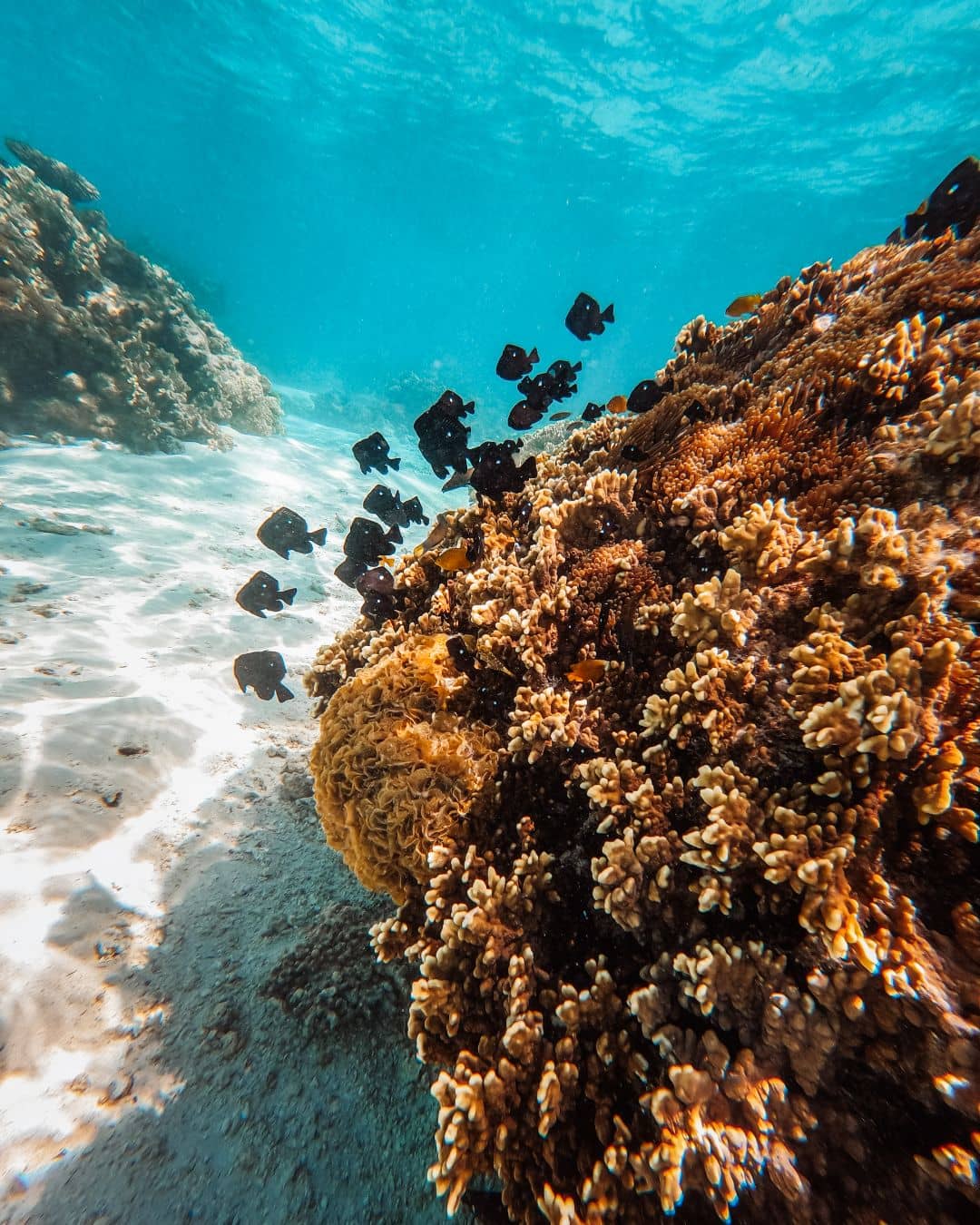 A school of black fish swims around a coral reef in the clear waters of Cape Range National Park. Sunlight filters through, illuminating the vibrant corals and sandy bottom