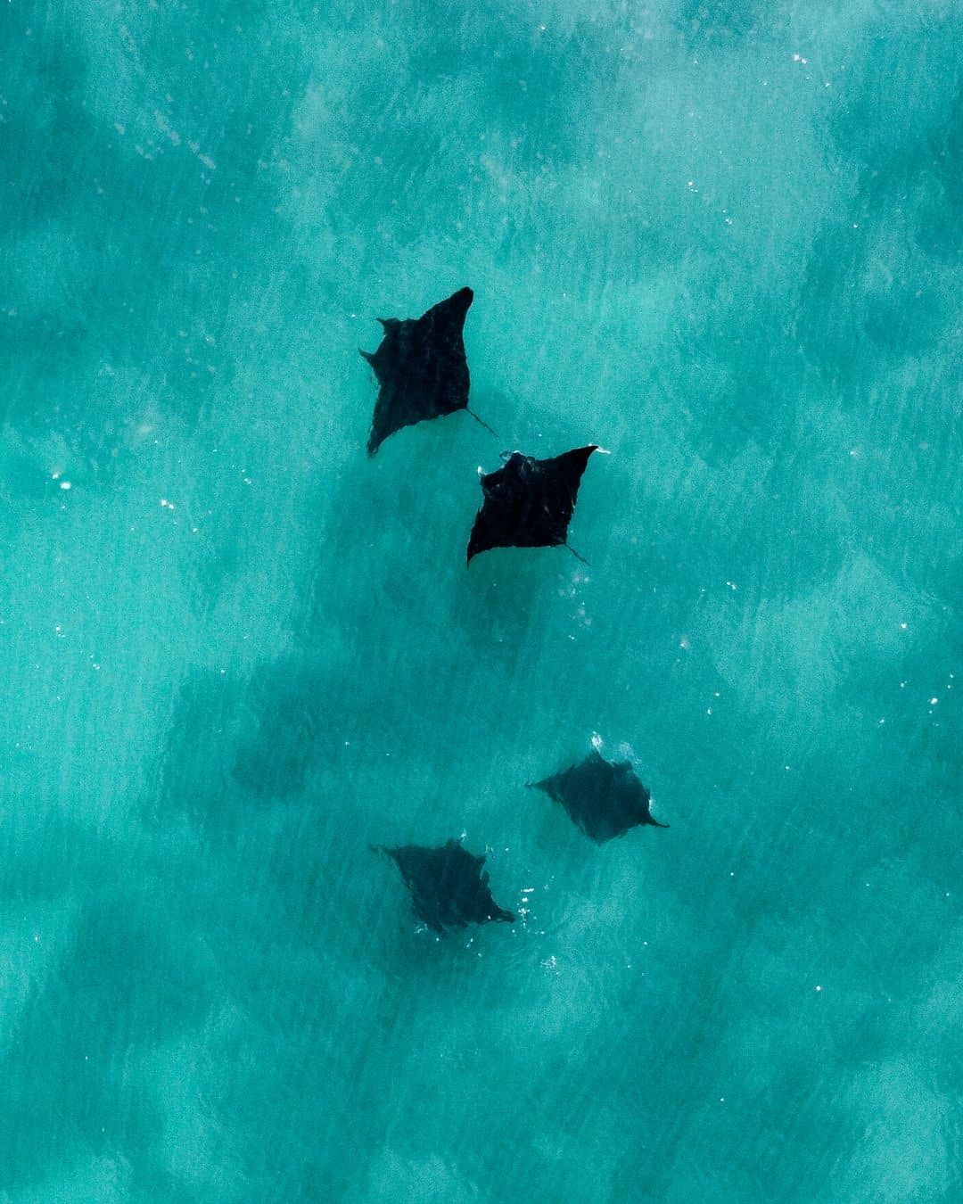 Aerial view of four manta rays swimming in clear turquoise waters of Cape Range National Park, contrasting beautifully with the vibrant blue sea.
