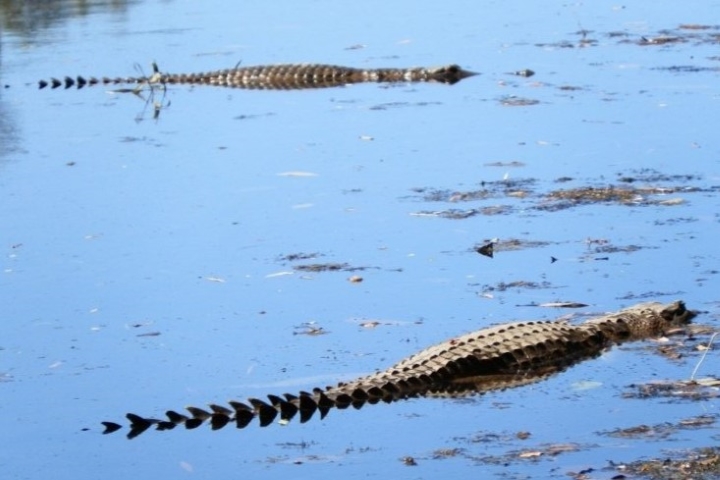 Two freshwater crocodiles floating in the water at Windjana Gorge, Western Australia. Their long, slender tails and pointed snouts are distinct as they calmly glide through the surface, surrounded by floating vegetation and reflections of the sky. 