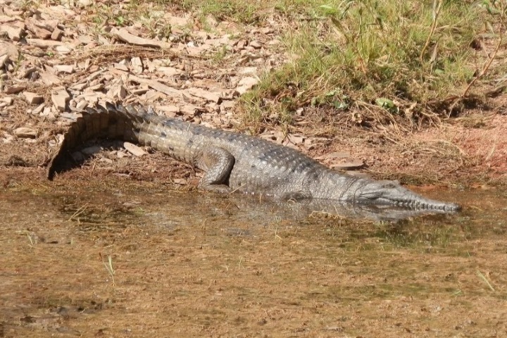 A freshwater crocodile at the edge of Lake Argyle, Western Australia. The crocodile is lying on the muddy and rocky bank with some vegetation in the background, blending into its natural environment. 
