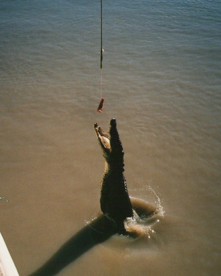 A crocodile leaping out of the water towards a piece of meat hanging from a line above the Adelaide River in the Northern Territory. The crocodile's jaws are wide open as it attempts to catch the bait, demonstrating its agility and strength.
