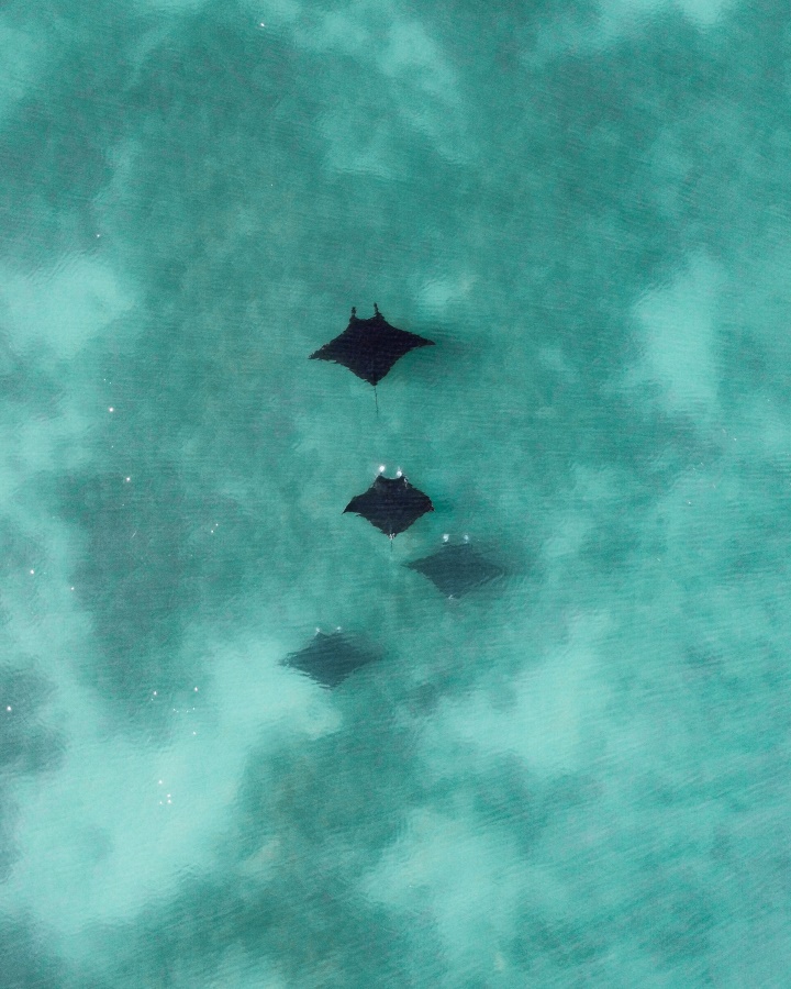 Aerial view of four manta rays swimming gracefully through the clear turquoise waters of Coral Bay in the Ningaloo Reef. The manta rays' distinctive triangular shapes are visible against the vibrant aquatic background.