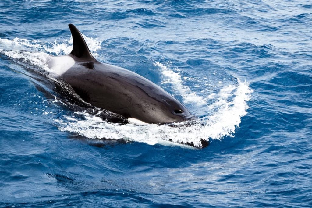 A close-up of an orca swimming in the ocean in Bremer Bay, partially submerged with a circular splash around it.