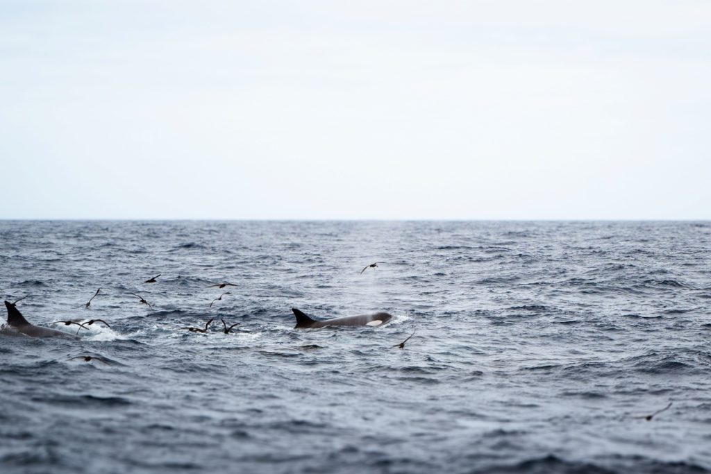 An image of orcas surfacing among a flock of seabirds in flight over choppy waters in a sea in Bremer Bay Western Australia