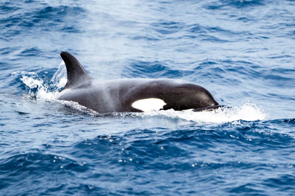 An orca (killer whale) partially emerging from the water while swimming in the ocean of Bremer Bay, in Western Australia. The distinctive black and white coloring of its body is visible, along with its prominent dorsal fin cutting through the surface, surrounded by splashing waves.
