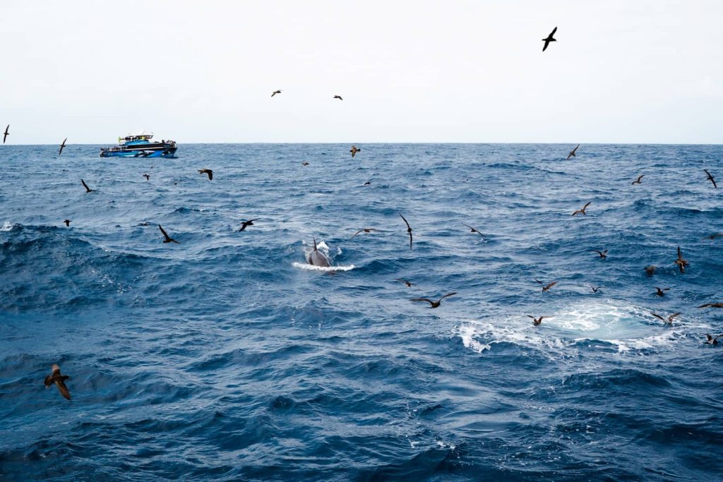 An orca tour showcasing a scene of seabirds soaring over the rough blue waters that surround a surfacing orca in Bremer Bay Western Australia