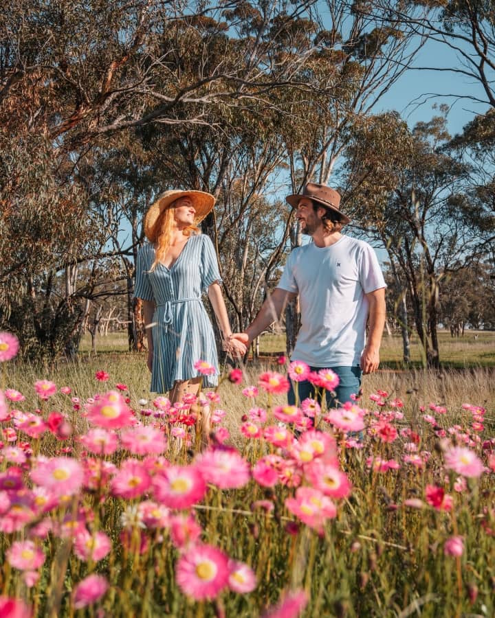 A happy couple holding hands and walking through a field of pink wildflowers near Perth, Western Australia. In the background are tall trees and a clear blue sky in summer, the perfect time to visit Perth.