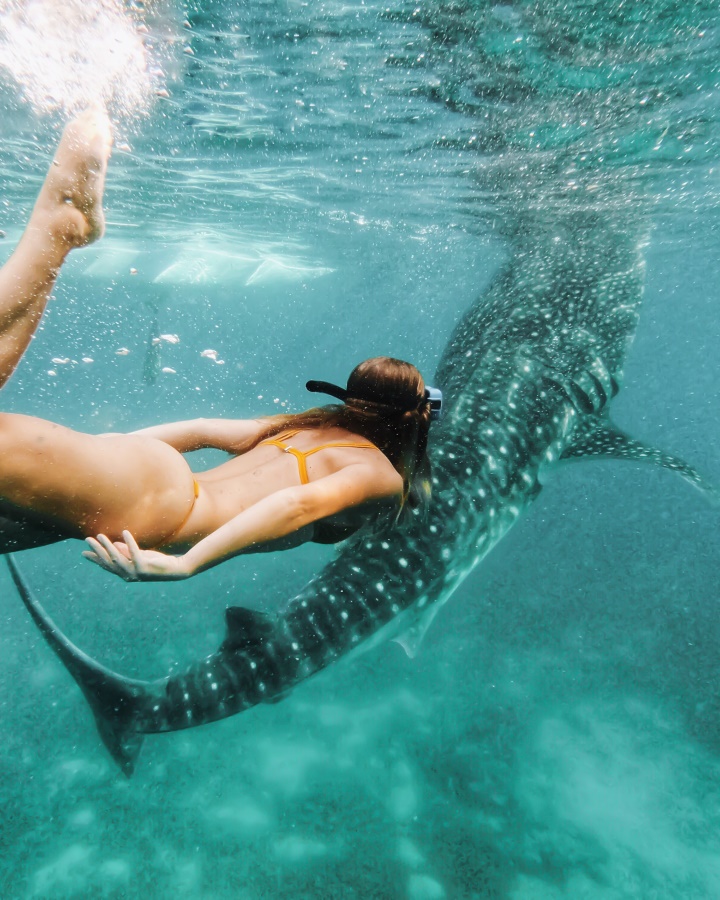 Underwater image of a woman wearing a yellow bikini and snorkeling gear, swimming behind a whale shark in Coral Bay, Ningaloo Reef, Western Australia. The scene is serene, with clear blue water surrounding them. The swimmer maintains a close yet respectful distance from the gentle giant.