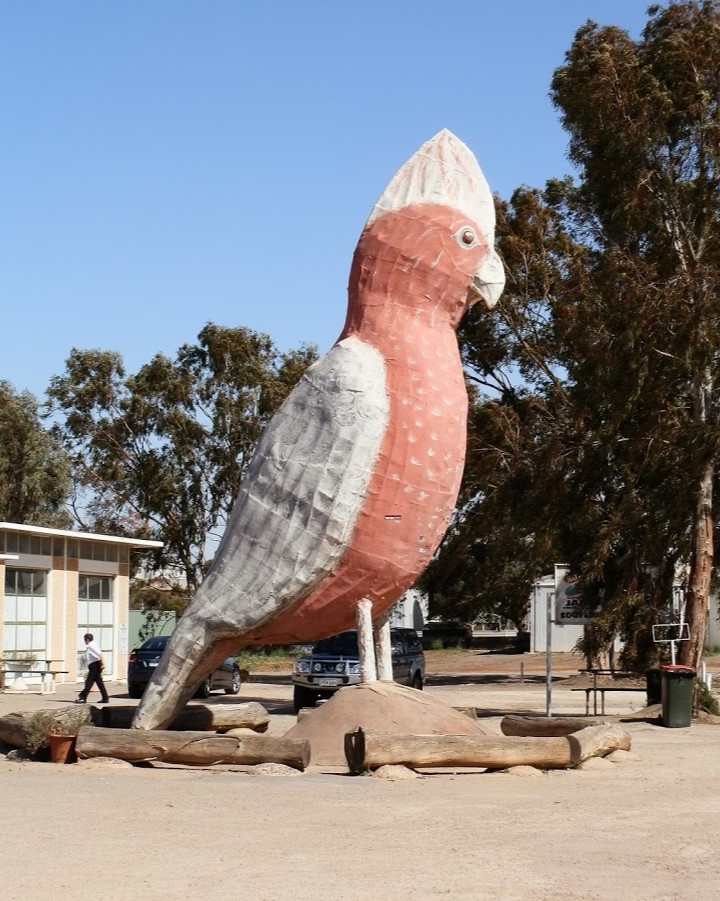 Giant statue of a Galah, a native Australian bird, located in Kimba, South Australia. The pink and grey statue, known as "The Big Galah," stands tall against a clear blue sky and is surrounded by a parking lot with some trees and buildings in the background. A person can be seen walking nearby, highlighting the impressive size of the sculpture.