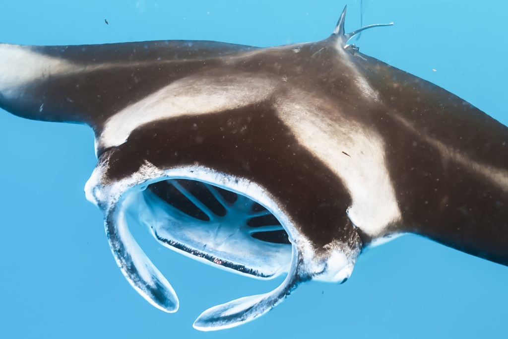 Underwater view of a manta ray in Coral Bay. It's a frontal view and up close, showing the stunning manta ray with its mouth open, feeding.  


