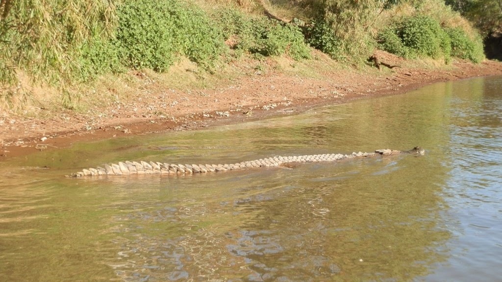 Saltwater crocodile swimming near the riverbank of Victoria River in the Northern Territory. The crocodile is partially submerged, with its long body and tail visible just below the water's surface. The surrounding landscape includes dense vegetation and a muddy bank.