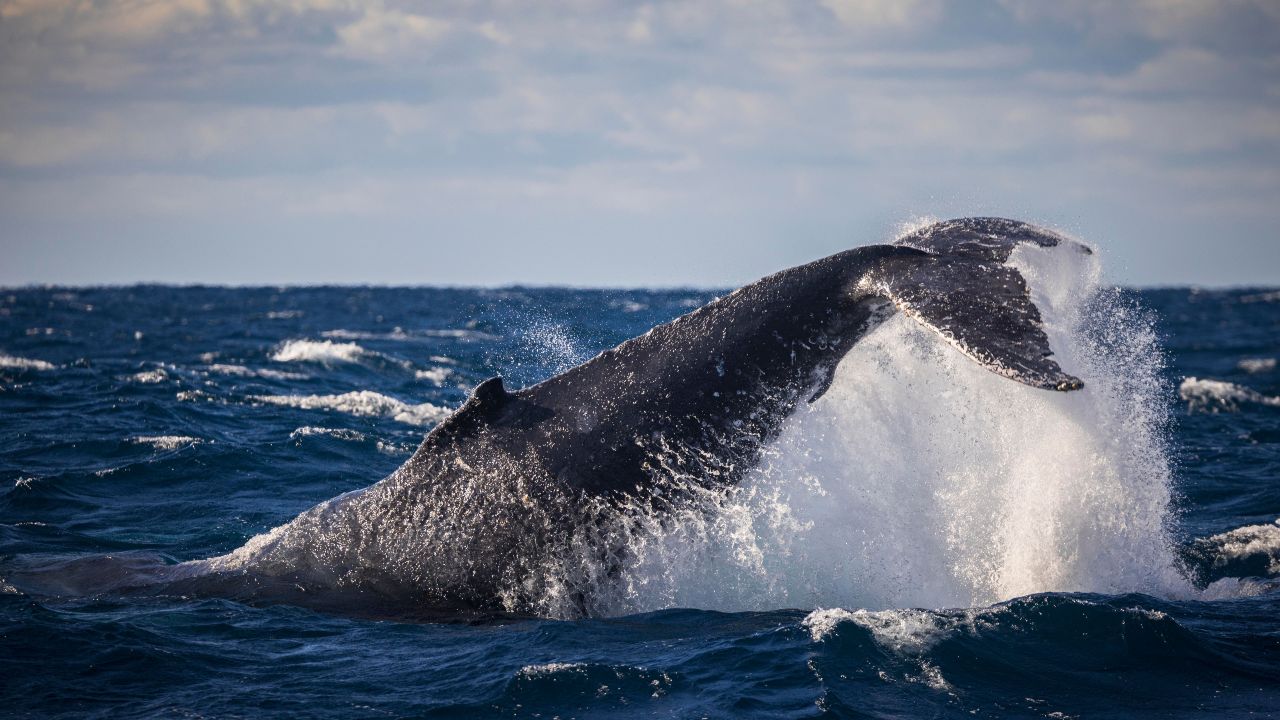 Whale watching in Augusta, Western Australia. Humpback whale with its tail slapping ocean.