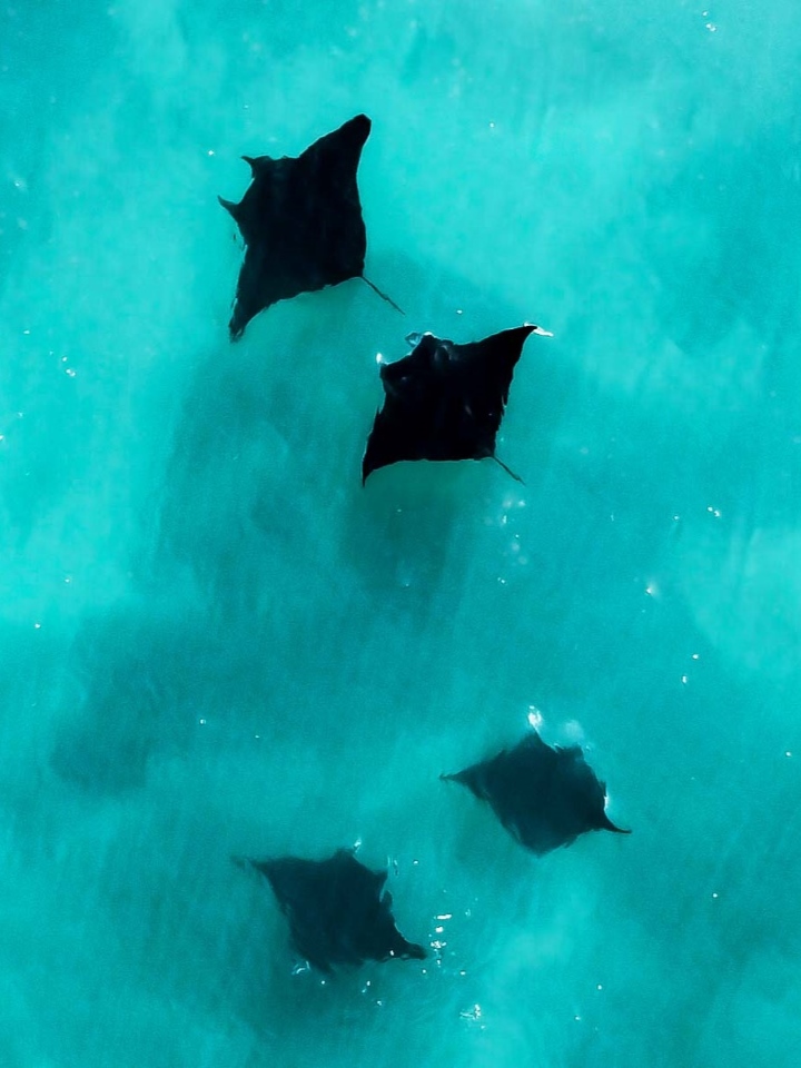 Aerial view of four manta rays swimming in the clear blue water of Coral Bay, in Western Australia.