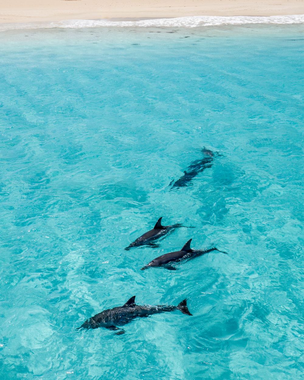 Dolphins swimming in clear turquoise waters near Monkey Mia, with a pristine beach and vibrant blue sea in the background.



