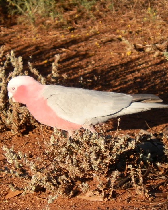 A real Galah bird in its natural habitat, foraging among small desert plants on the red, arid ground typical of the Australian landscape. The Galah has distinctive pink and grey plumage, with its head down as if pecking at the ground. Its size and color patterns closely resemble the "Big Galah" statue in Kimba, providing a clear comparison between the real bird and the large sculpture.
