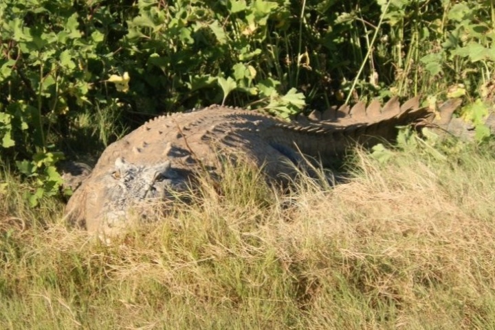 Saltwater crocodile lurking behind vegetation in Victoria River, Northern Territory, hotspot to see crocodiles in Australia
