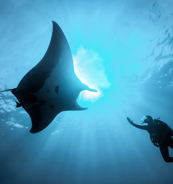 Underwater view of a a scuba diver reaching out towards a majestic manta ray in Coral Bay, Western Australia. The sunlight filters through the water. The scene captures a striking contrast between the silhouette of the manta ray and the bright blue water, emphasizing the graceful movement of the ray as it glides through the ocean.