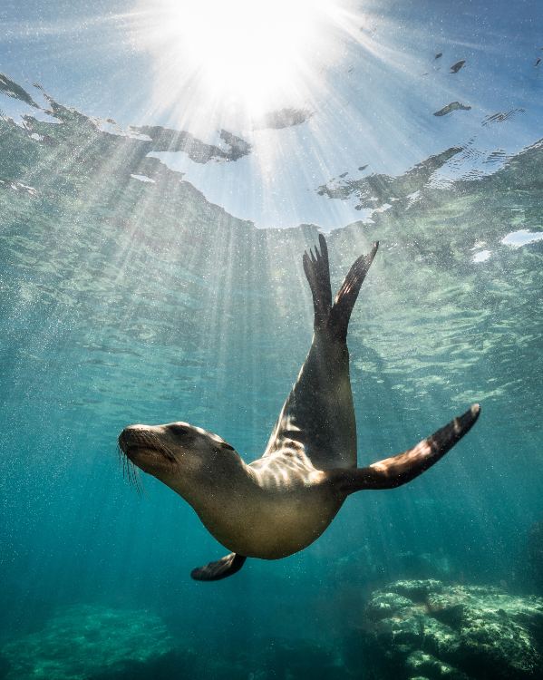 A sea lion swims a clear turquoise underwater with sunlight illuminating the clear blue water and its sleek body.