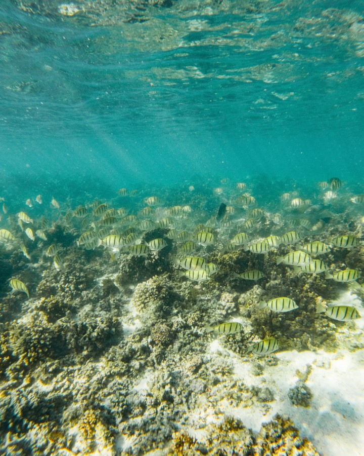 Underwater scene of numerous striped fish swimming in the clear turquoise water of Coral Bay, Ningaloo Reef. The fish are swimming above the coral gardens. Sunlight filters down, creating a bright and lively ambiance around the coral and the school of fish.