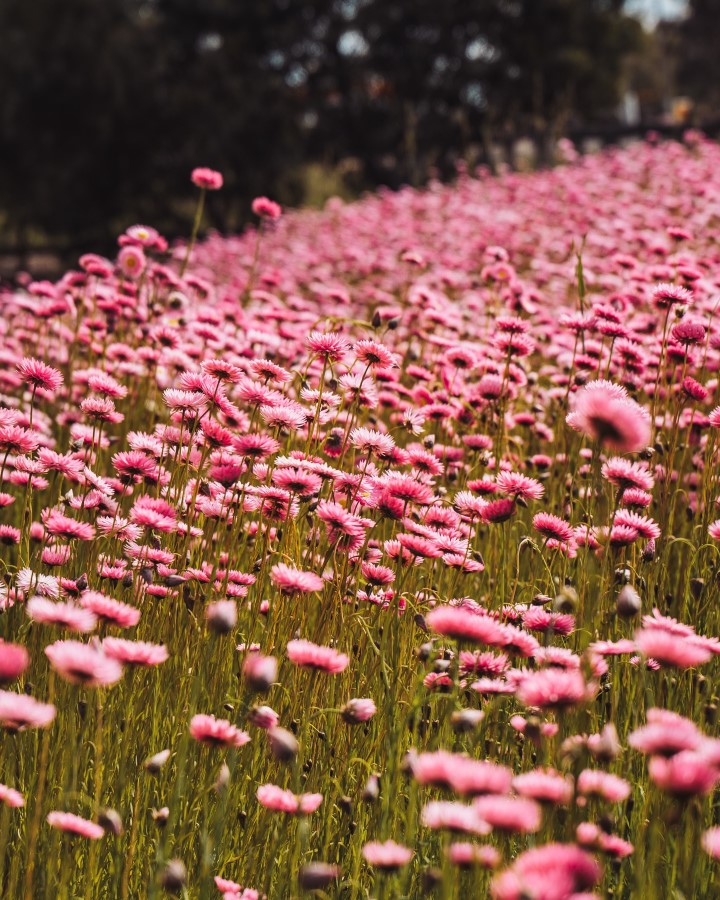 A close up shot of pink everlasting wildflowers in Western Australia