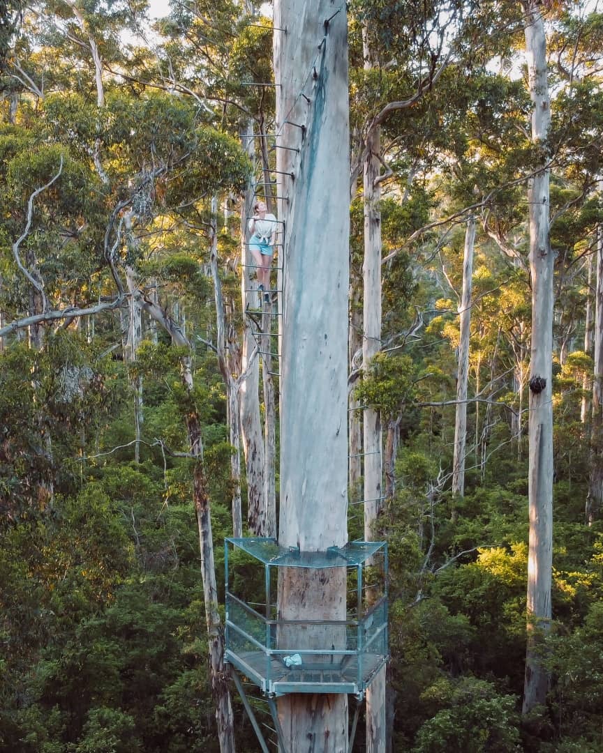 A woman climbing the metal rungs of the Dave Evans Bicentennial Tree with an observation platform in the dense forest of Pemberton, Western Australia. One of the things to do in Pemberton WA