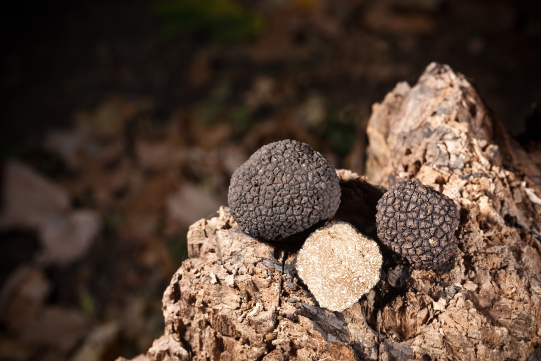 Close-up of three black truffles, one cut open to reveal the inside, resting on a piece of bark.