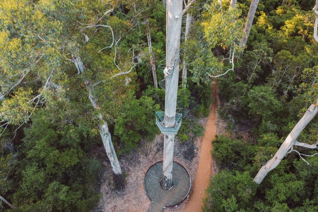 An aerial view of a person climbing the spiral metal steps of the Gloucester Tree, surrounded by dense forest in Pemberton, Western Australia. This image showcases one of the things to do in Pemberton WA,