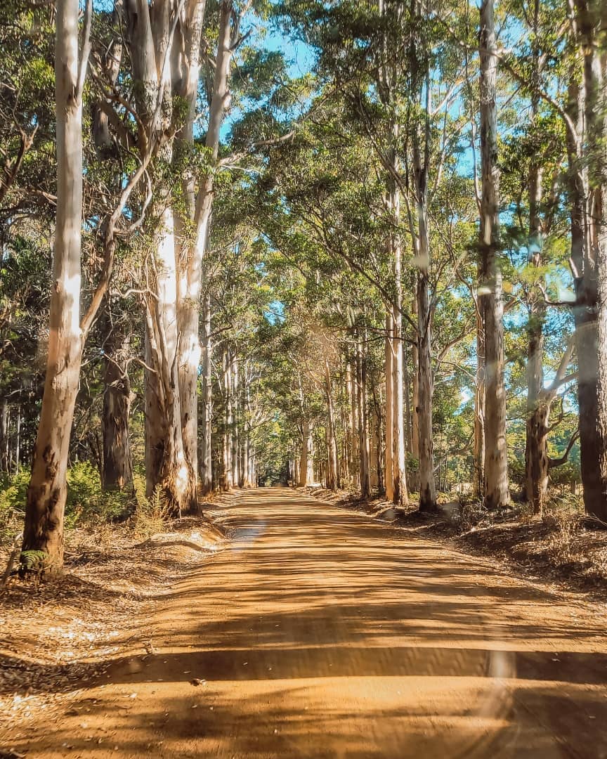A scenic road, lined with tall Karri trees, stretches into the distance under a clear blue sky in Pemberton, Western Australia. It shows one of the things to do in Pemberton WA