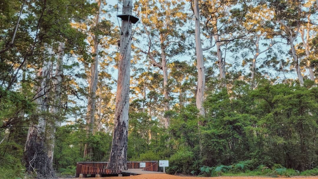 A towering tree with a lookout platform high above its trunk, surrounded by dense forest, called Bicentennial Tree, one of the unique attractions in Pemberton WA
