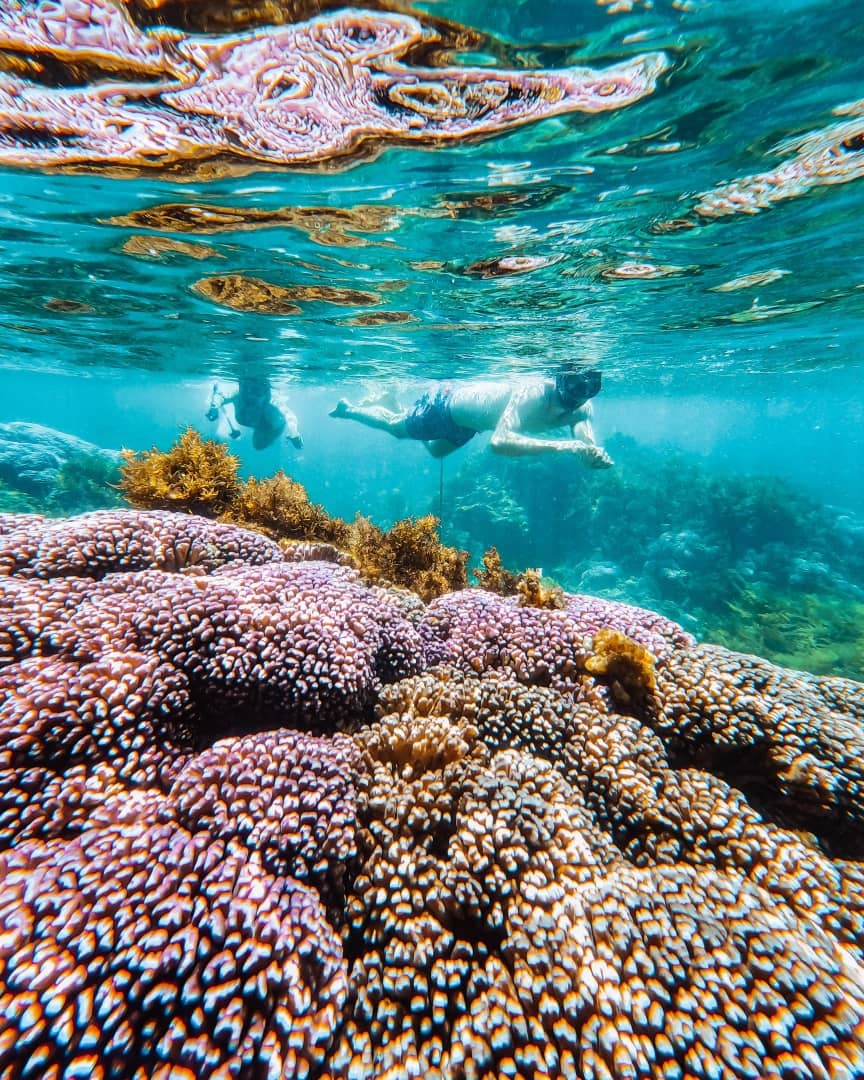 Two snorkelers snorkelling on a colourful coral reef with large Pocillopora corals all around. The clear water lets them see the diverse marine life and detailed coral patterns. Snorkelling is included in the best Rottnest Island tours.