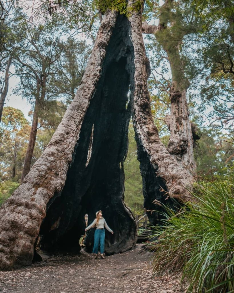 A woman standing inside the hollowed-out trunk of an enormous tree in the Valley of the Giants, Walpole, near Pemberton, Western Australia.