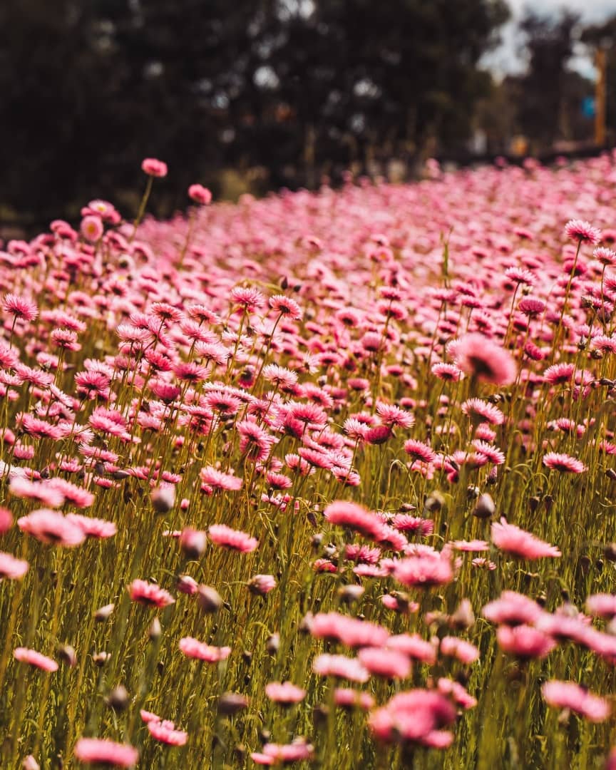 A field of pink wildflowers in full bloom with a blurred background of trees in Western Australia.