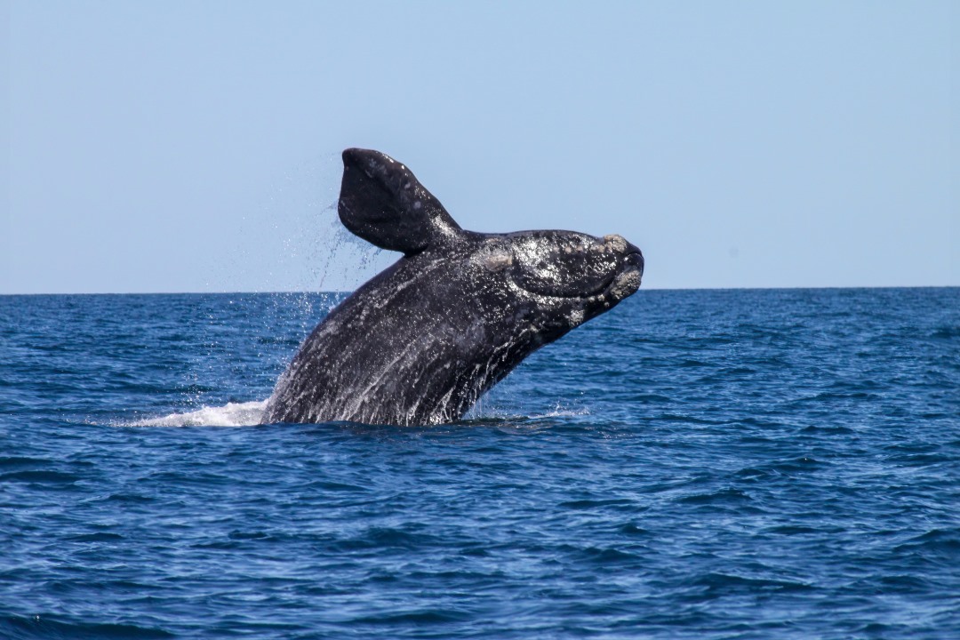 A large humpback whale breaches the ocean surface, its massive body glistening with water droplets under a clear blue sky.
