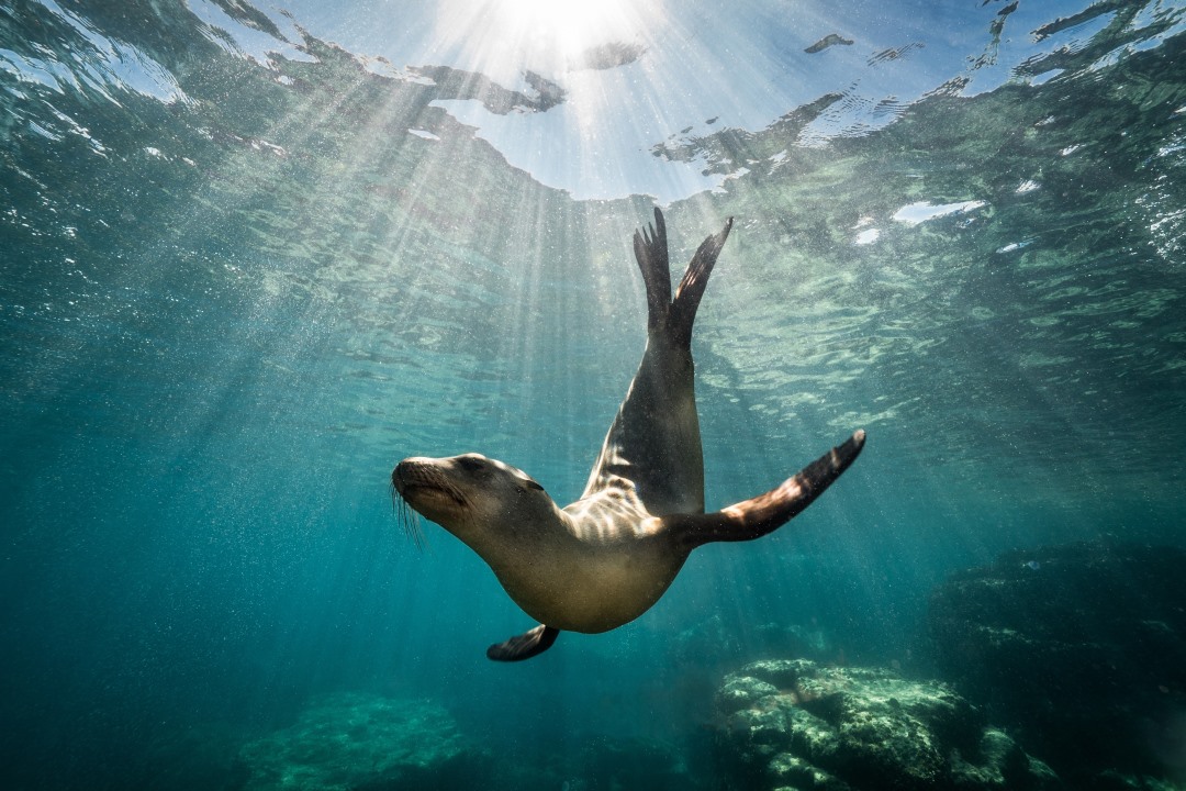 A sea lion swims gracefully underwater, illuminated by sunbeams filtering through the water surface above. The clear turquoise water and rocky seabed create a serene and captivating marine scene.