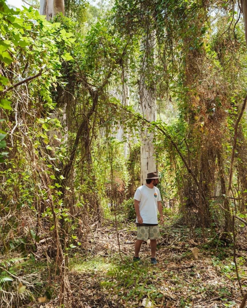 A man wearing a hat and casual clothes stands amidst dense greenery and tall trees while hiking in the woods.