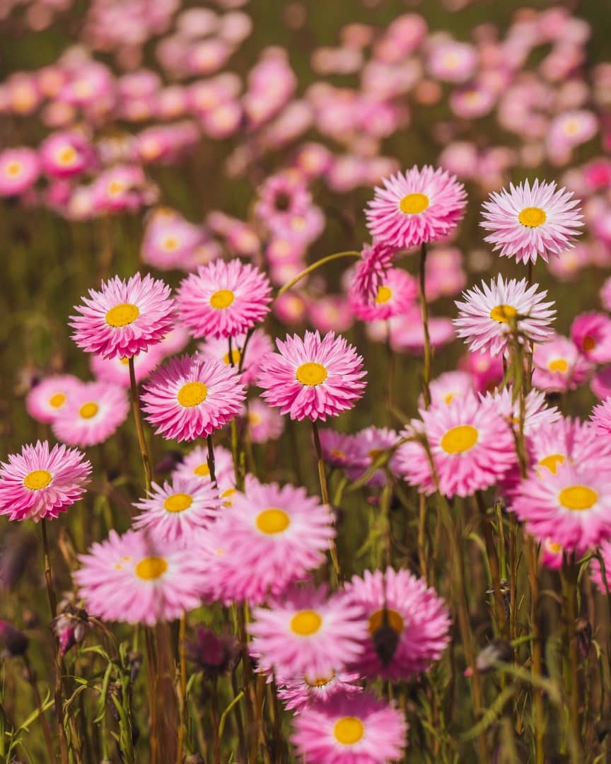 A vibrant field of pink in full bloom, bathed in sunlight, in Pemberton, Western Australia.