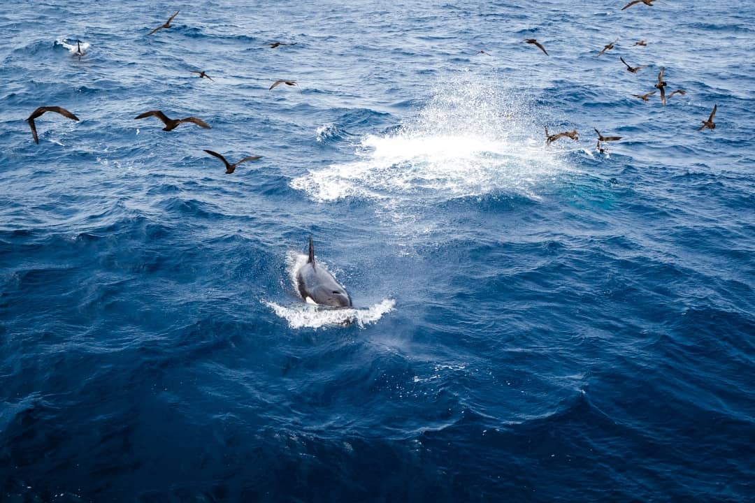 An orca is surfacing among birds in the ocean, with water splashing around in Bremer Bay.