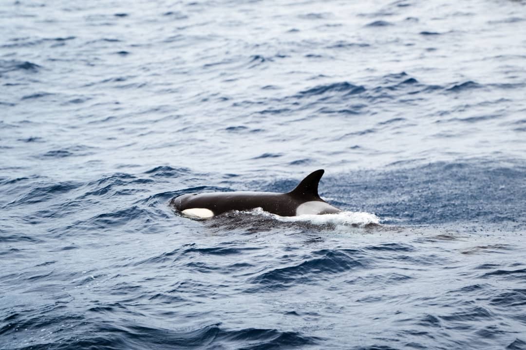 An orca swimming in the ocean during the best orca tour in Bremer Bay, displaying its iconic black and white colour.