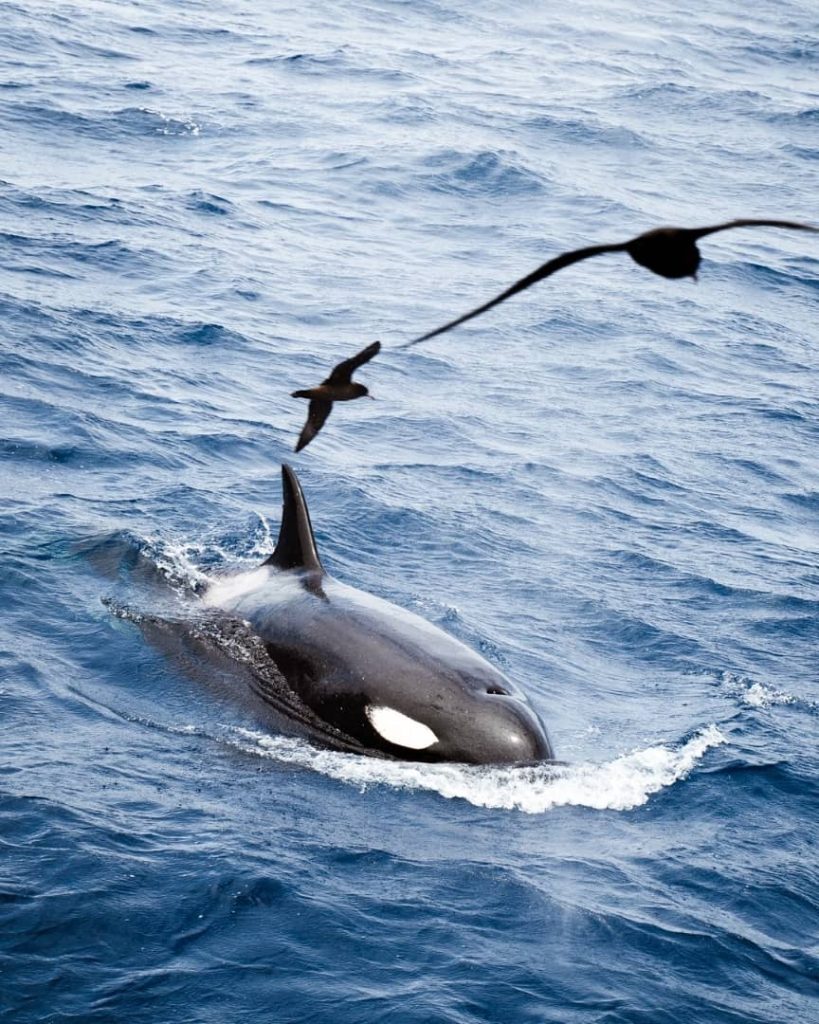 An orca surfaces in the ocean with birds flying above, captured during the best orca tour Bremer Bay.