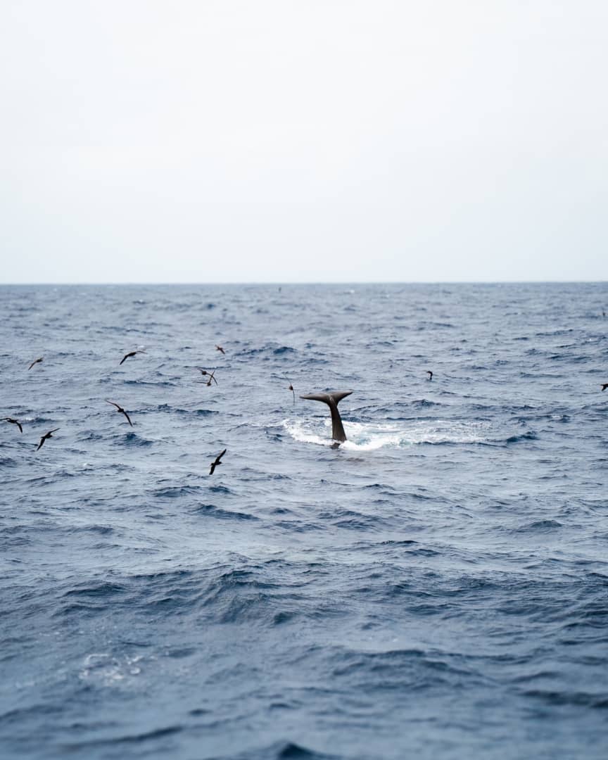An orca's tail fin is visible above the water as it dives, surrounded by birds in Bremer Bay.