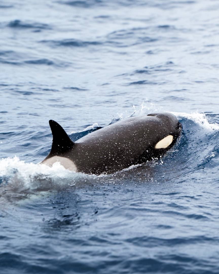 An orca surfaces in the ocean during the best orca tour in Bremer Bay, showcasing its distinctive black and white markings against the blue water.