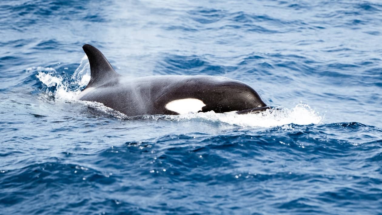 An orca surfaces, spraying water, during the best orca tour Bremer Bay.