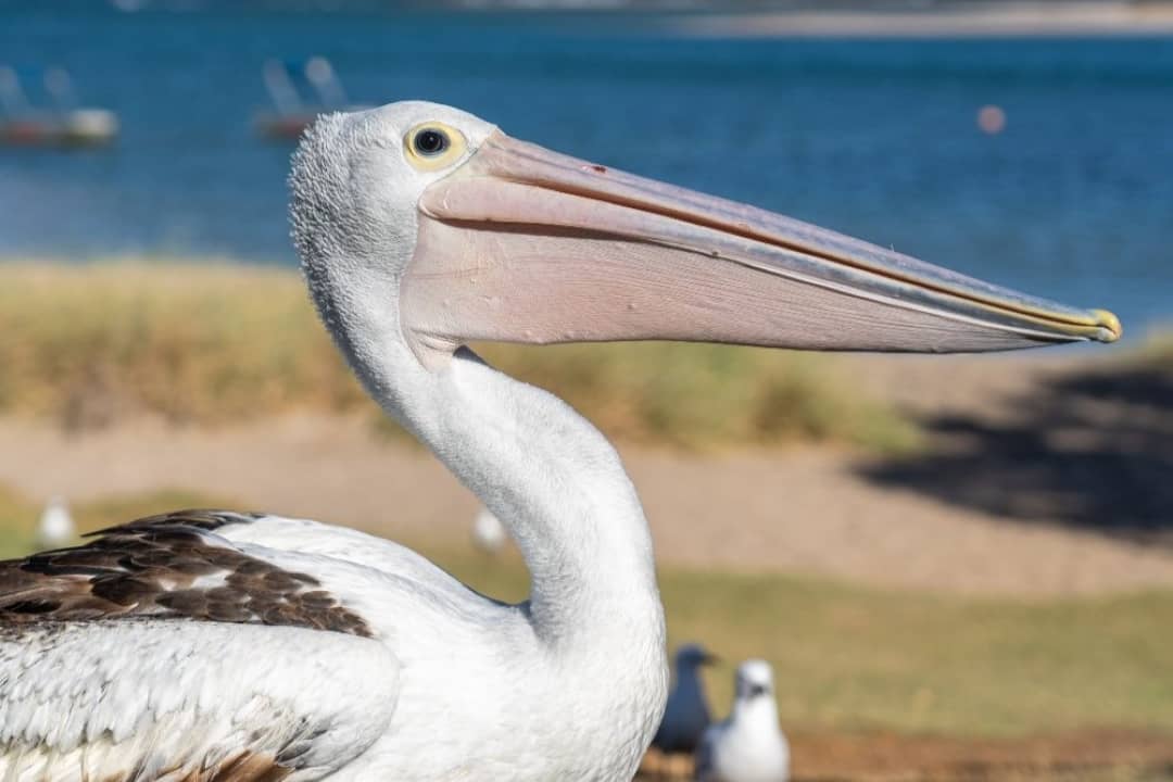 Close-up of a pelican at Kalbarri, Western Australia, with a blurred background of water and grass.