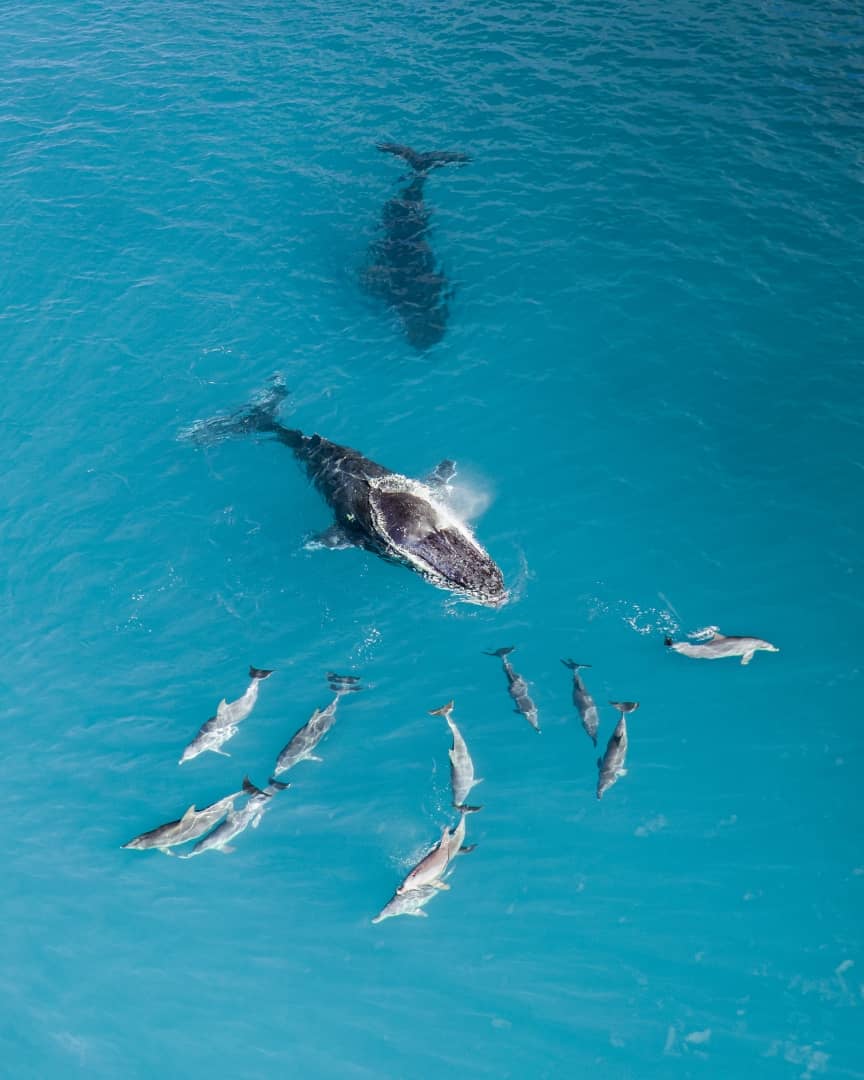 Aerial view of a humpback whale and a group of dolphins swimming in clear blue ocean waters.
